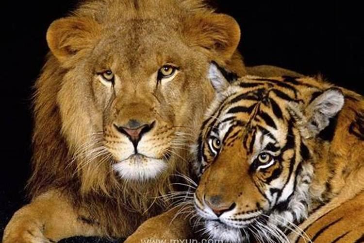 梦里出现狮子老虎豹子，梦到了狮子老虎是什么意思啊