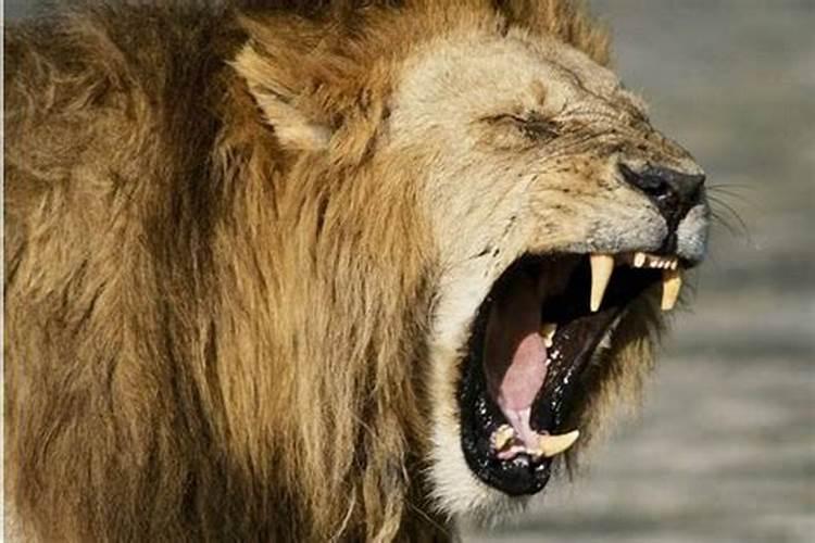 梦见狮子是什么预兆男性人？梦见狮子进家里是什么意思周公解梦