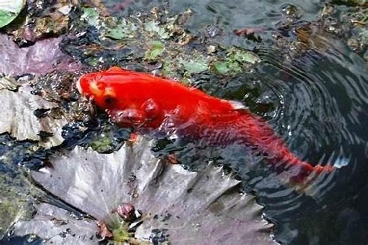 梦见很多红鲤鱼是什么意思？梦到红色鱼在水里游