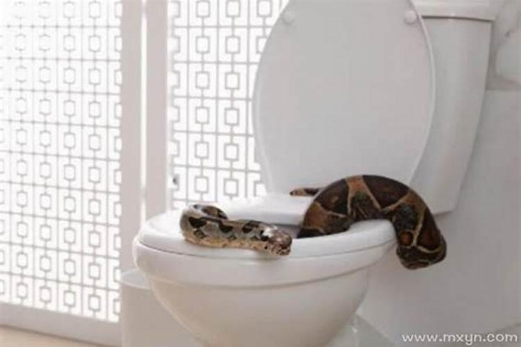 会解梦的蛇 梦见厕所维修