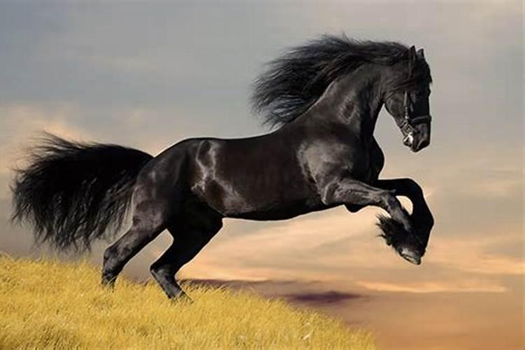 梦见自己骑一匹黑马在跑，梦见一群马乱跑