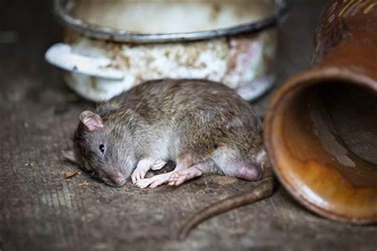 孕妇梦见老鼠死了是什么意思？属老鼠的人梦见老鼠死了