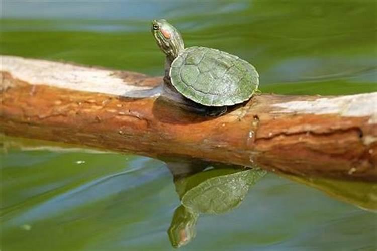 梦见大街都是水，里面有个大乌龟什么意思？梦见水里的乌龟是什么预兆吗