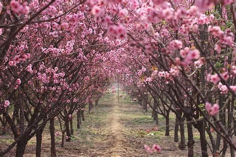 上海哪里桃花最有名？上海周边桃花源