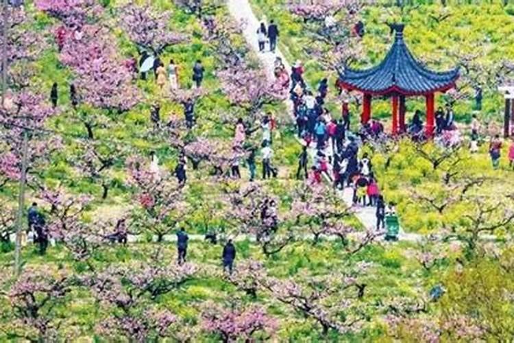 上海哪里桃花最有名？上海周边桃花源