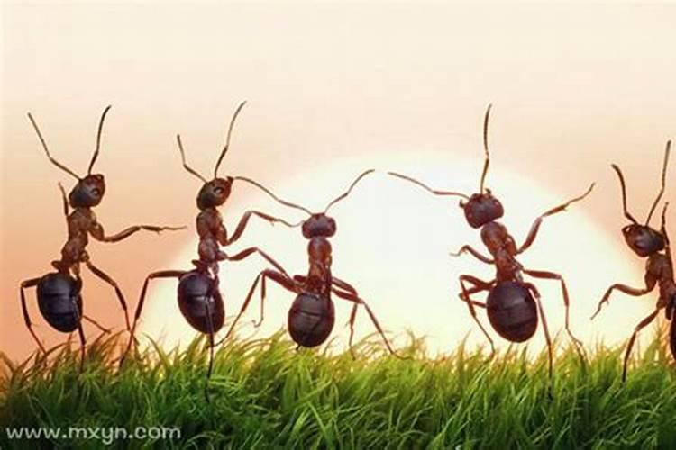 女人梦到很多蚂蚁成群结队？梦见成群蚂蚁是什么意思周公解梦