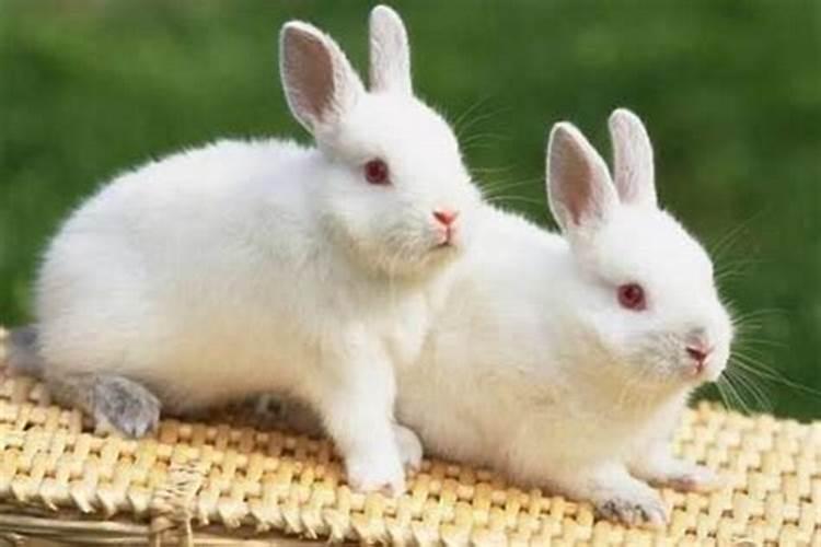 属兔的有几次婚姻状况？婚姻属兔的和什么属相不合