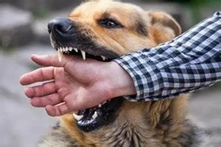 梦见狗咬自己的手是什么预兆