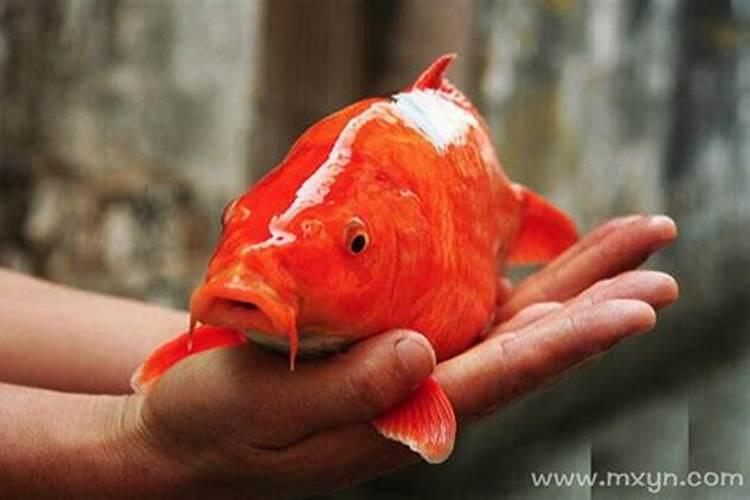 梦到红鲤鱼是什么意思周公解梦